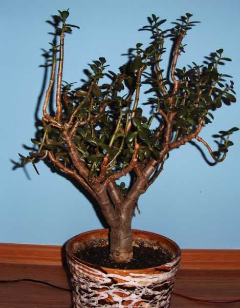 2006.12.27_Drzewko SzczĂŞÂścia 004a.jpg