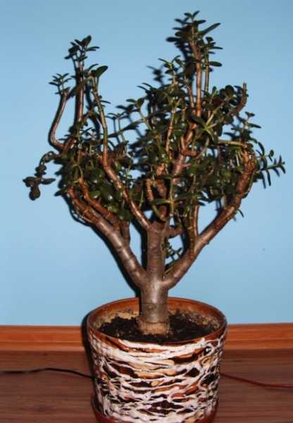 2006.12.27_Drzewko SzczĂŞÂścia 003a.jpg