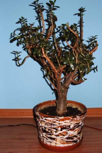 2006.12.27_Drzewko SzczĂŞÂścia 002a.jpg