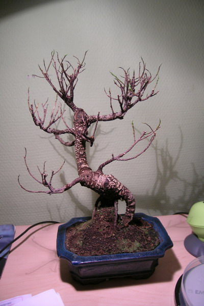 Tak wyglÂąda caÂłoÂśĂŚ, jest kilka zalÂąÂżkĂłw liÂści...