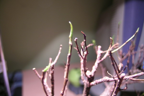 jedna z odnĂłÂżek (zielone kieÂłki)