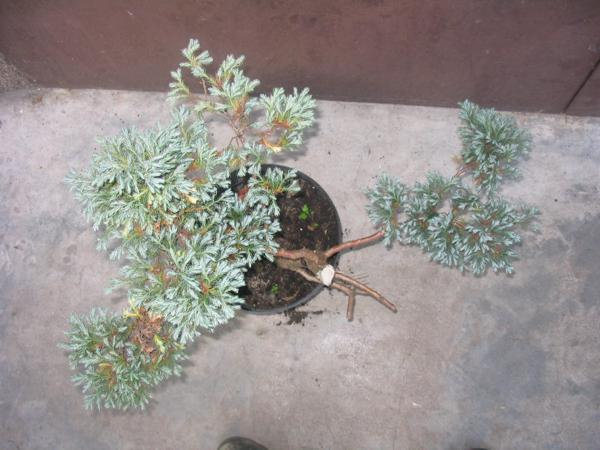 cyprysik groszkowy gora.jpg