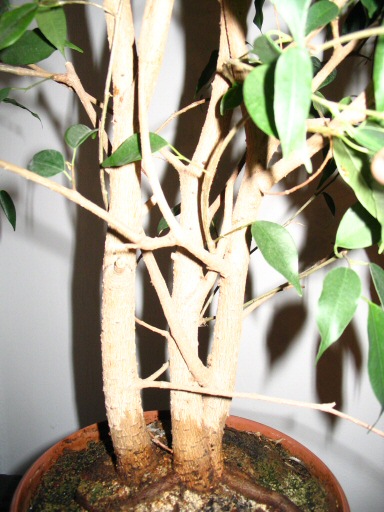 czy prĂłbowaĂŚ zrobiĂŚ z tych pni jeden (chodzi mi o zrastanie ich)