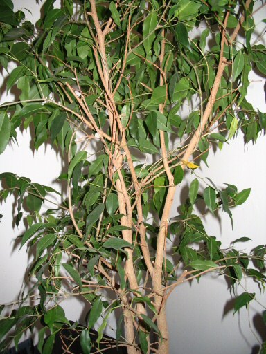 brak gaÂłÂązek z tylnej strony