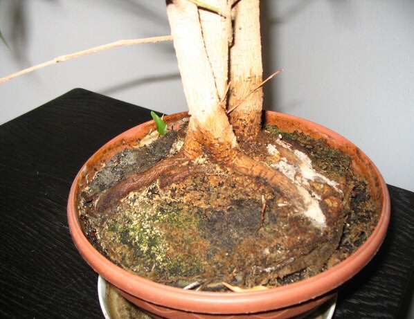 korzenie - moÂżna z nich zrobiĂŚ korzenie powietrzne?