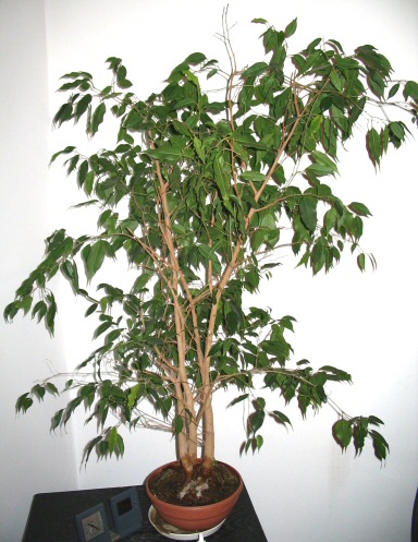 tyÂł ficusa - staÂł przy szybie