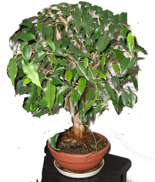 w przyszÂłoÂści (mam nadziejĂŞ niedalekiej)