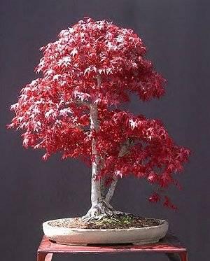 a ja chciaÂłabym miec takie cudo ;D