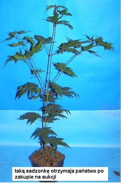 taka sadzonka jest sprzadawana