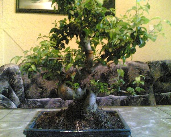 oto moje bonsai
