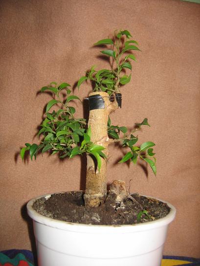 25 listopada 2006 2.jpg