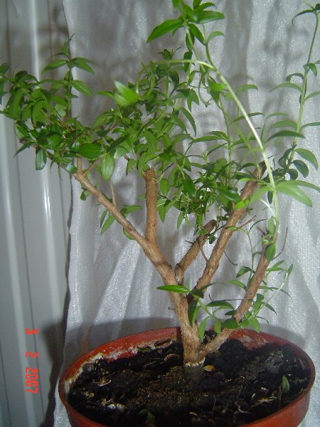 bonsai 033.jpg