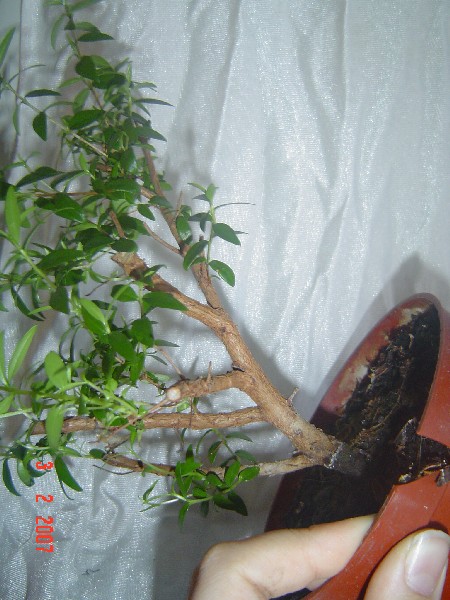 bonsai 014.jpg