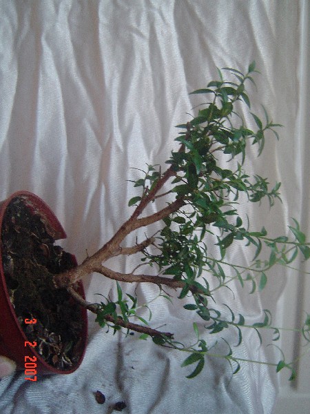 bonsai 013.jpg