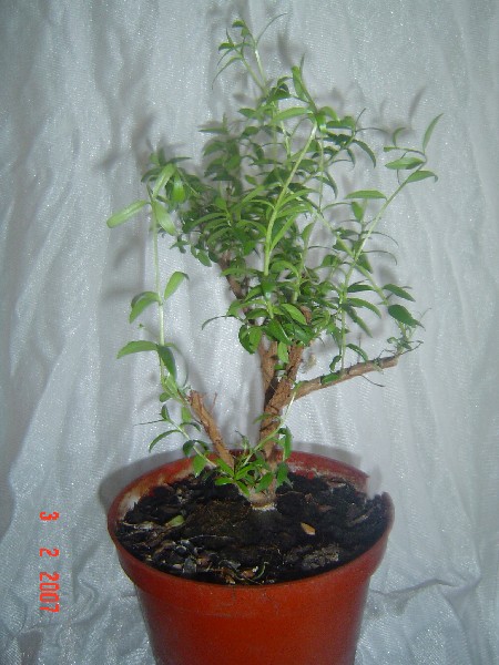 bonsai 012.jpg