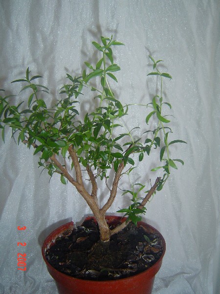 bonsai 011.jpg