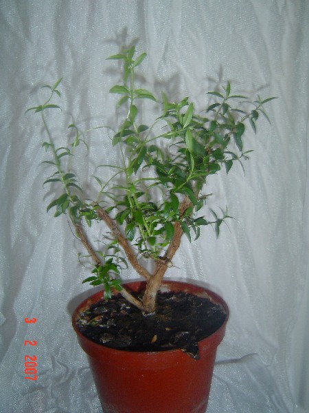 bonsai 009.jpg