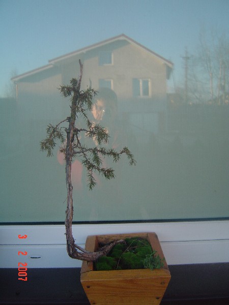 bonsai 048.jpg