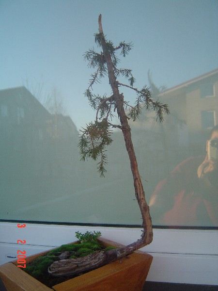 bonsai 046.jpg