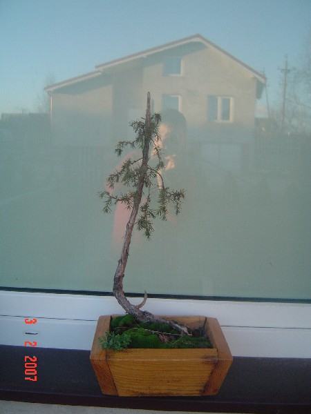 bonsai 043.jpg