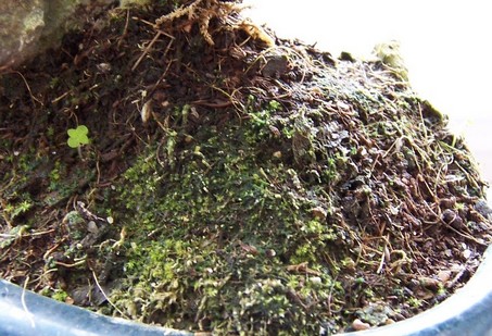 podÂłoÂże - przĂłd