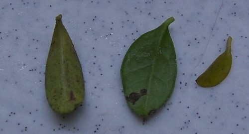 odpadniĂŞte liÂście