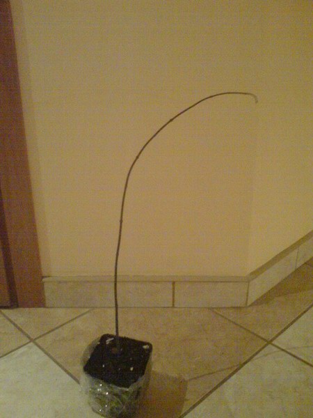 CaÂłe w caÂłej okazaÂłoÂści ...