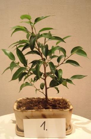 Mniejsze drzewko, mÂłodziutkie gotowe do formowania :) WysokoÂśĂŚ okoÂło 20cm (bez doniczki) - widok numer 1.