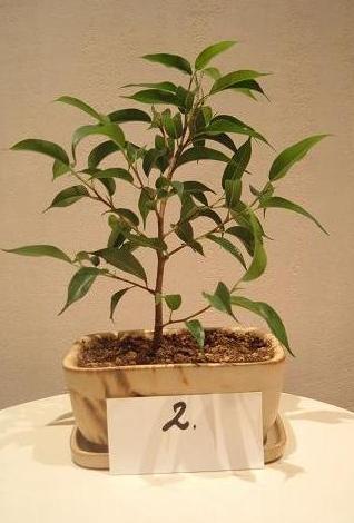 Mniejsze drzewko, mÂłodziutkie gotowe do formowania :) WysokoÂśĂŚ okoÂło 20cm (bez doniczki) - widok numer 2.