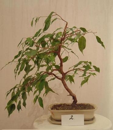 DuÂży fikus, wysokoÂśĂŚ okoÂło 37cm bez doniczki, widok numer 2