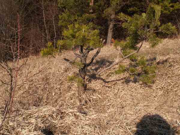 MateriaÂł na yamadori. WysokoÂśĂŚ ok 100 cm