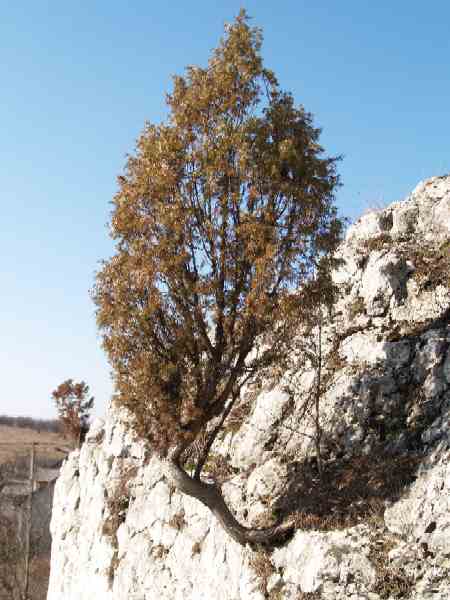ponownie materiaÂł na yamadori. WysokoÂśĂŚ ok 150 cm