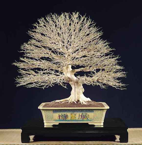 Murraya paniculata 80.jpg