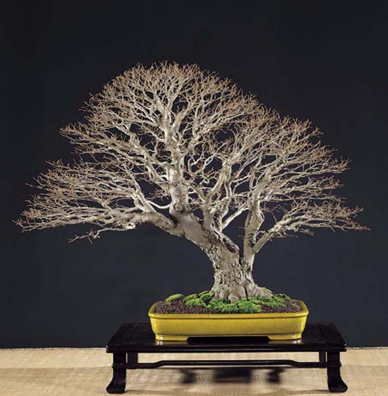 Celtis sinensis 80.jpg