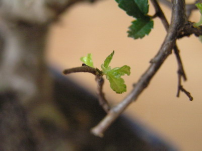 mÂłode listki teÂż usychajÂą