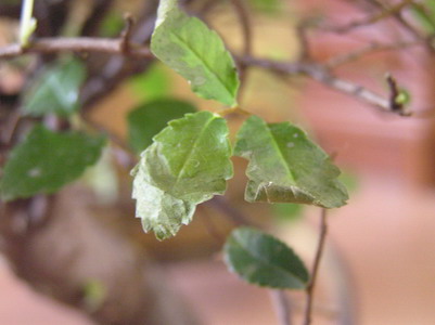 tutaj widaĂŚ  jak schnÂą