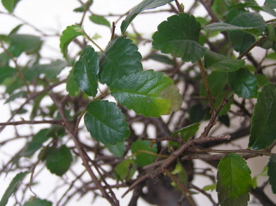 tak wyglÂądaja liÂście