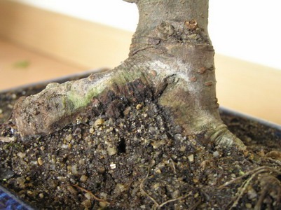 dziwny biaÂło zielony nalot na pniu