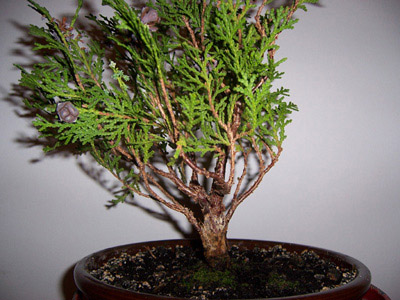 thuja4.jpg