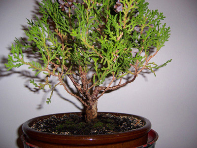 thuja3.jpg