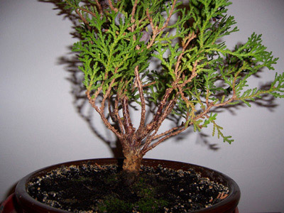 thuja2.jpg