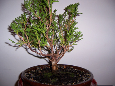 thuja1.jpg