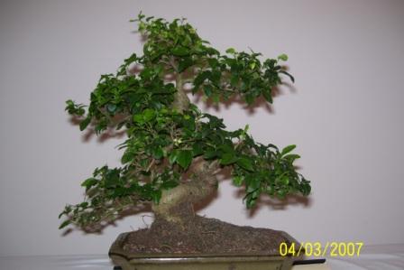 Bonsai 015.jpg