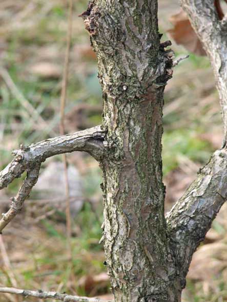 dÂąb uszkodzenie 1.jpg