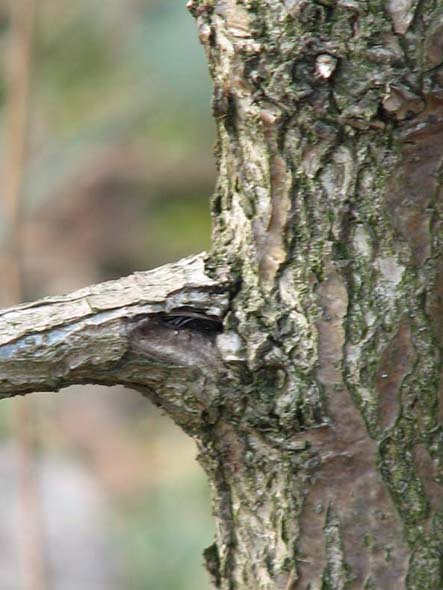 dÂąb uszkodzenie 1 zbliÂżenie.jpg