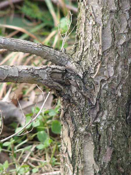 dÂąb uszkodzenie 2.jpg