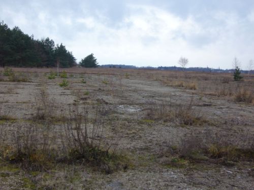 a to jest kawaÂłek takiego pasu (ogĂłlnie pobocze) gdzie sÂą ciekawe drzewka pÂłasko rosnÂące