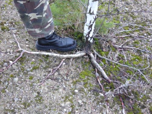 pÂłasko rosnÂące 
<br />korzenie brzĂłzki na pasie