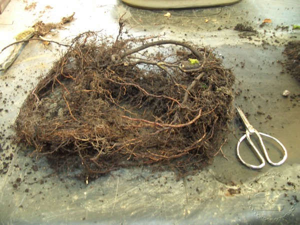 Korzenie, ktore usunalem