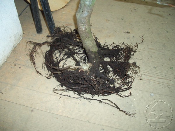 Tyle zostalo korzeni... przed posadzeniem usunalem jeszcze troche.